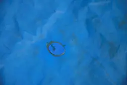 AI-generated alt text provided by AltText.ai will go here